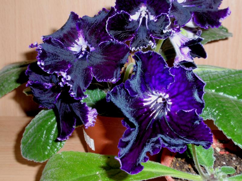 PA035775_800x600.jpg