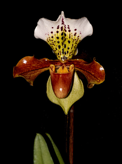 Paphiopedilum1.jpg
