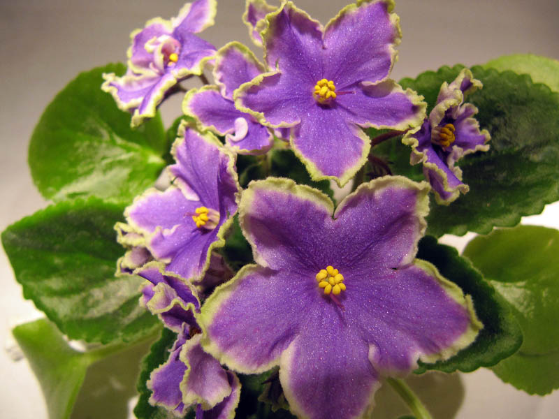 Pearl Lake (Sorano).jpg