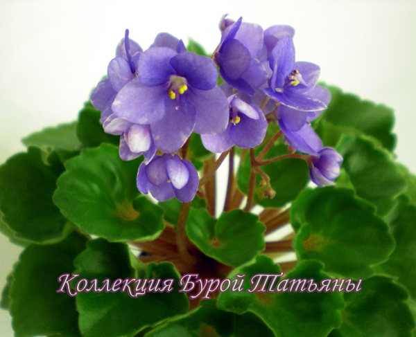 persian prince_ts.jpg