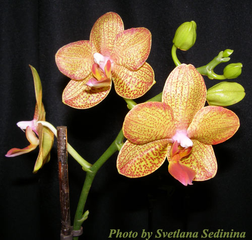 Phalaenopsis1.jpg