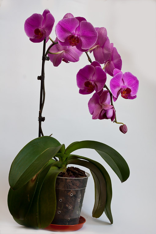 phalenopsis.jpg