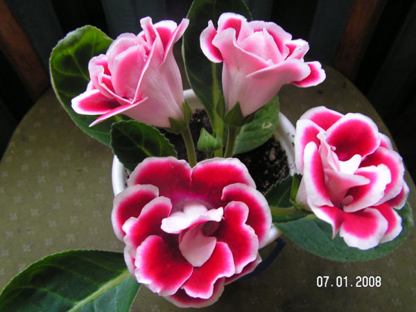 PICT0122.JPG