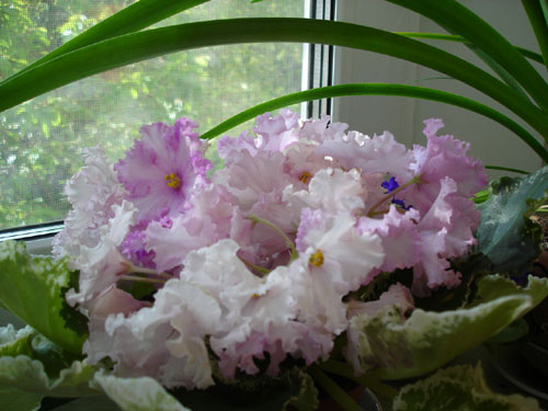 Pink Chablis.jpg