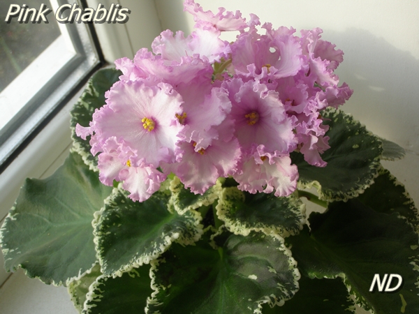 Pink Chablis 1.JPG