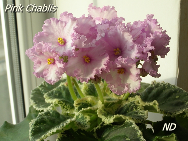 Pink Chablis.JPG