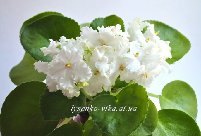 Pink Summit (спорт)....JPG