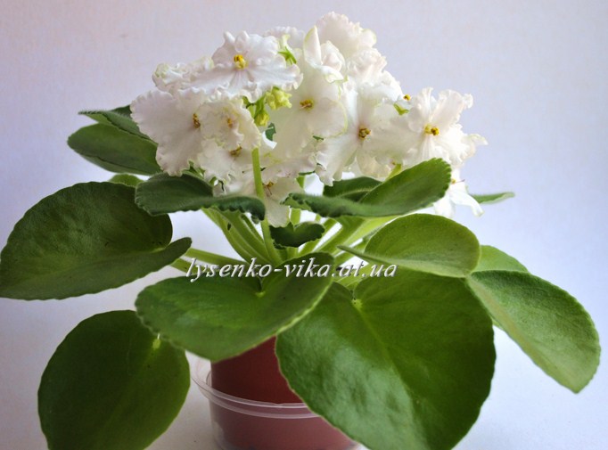 Pink Summit (спорт).JPG