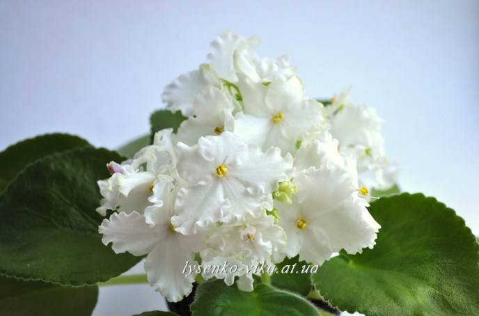 Pink Summit (спорт)...JPG