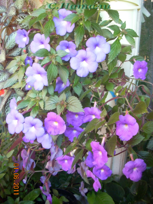 Purple King и Blue Silver.jpg