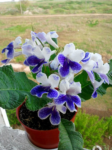 Purple Panda (D. Thompson).jpg