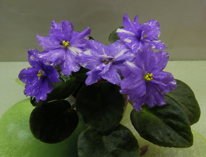 Rainbow's Quiet Riot.jpg