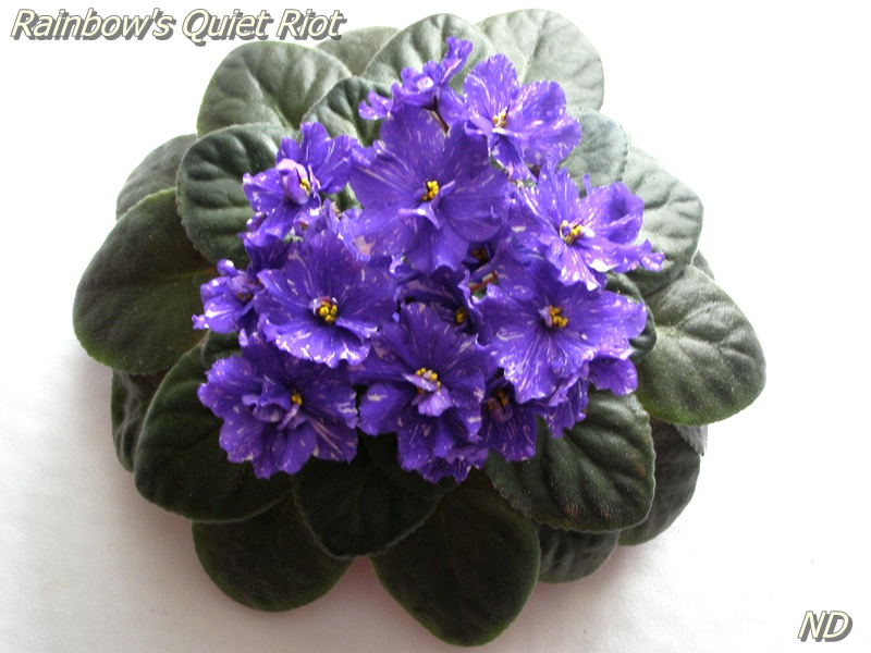 Rainbow's Quiet Riot.JPG