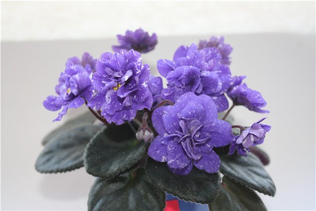 Rainbow's Quiet Riot (R. Wasmund).jpg