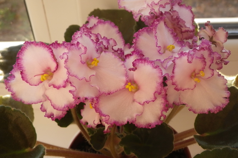 Raspberry Crisp 1.jpg