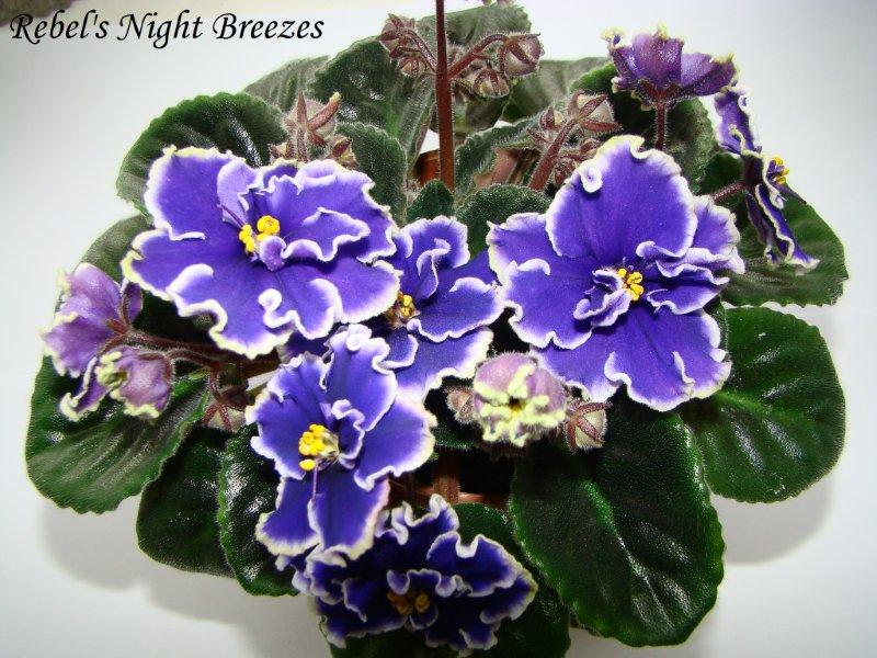 Rebel's Night Breezes - копия.JPG