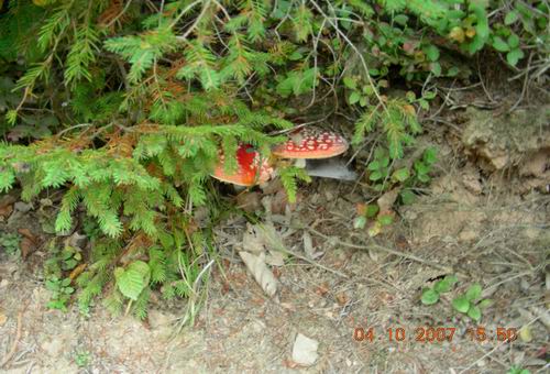 Resize of DSCN0686.JPG