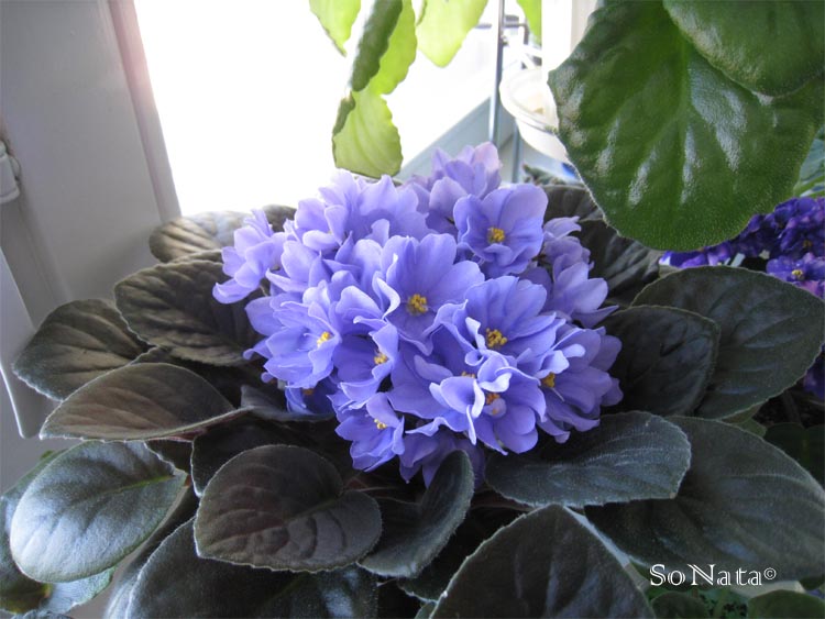 Rhapsodie Clementine_.jpg