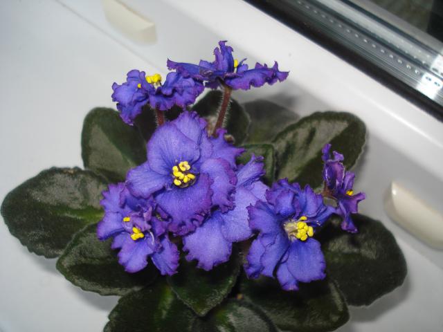 Rob's Blue Cat ум.JPG