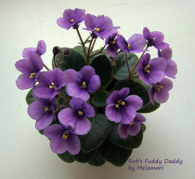 robs fuddy daddy 1.jpg