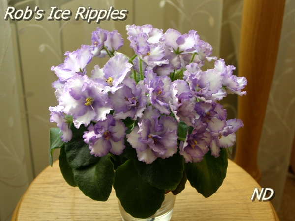 Rob's Ice Ripples 3.JPG