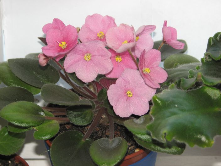 Rob`s Little Pueblo1.jpg