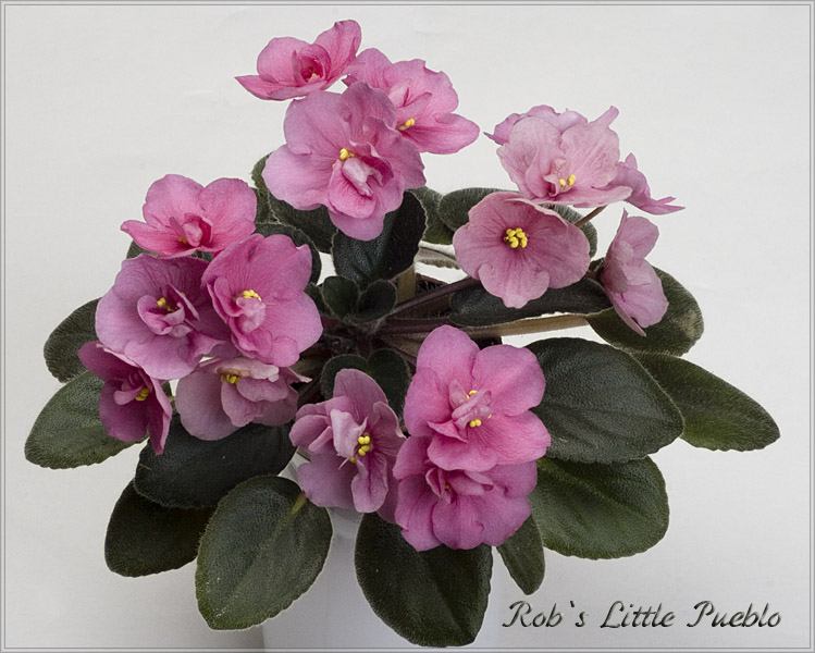 Rob's Little Pueblo (Robinson)2.jpg