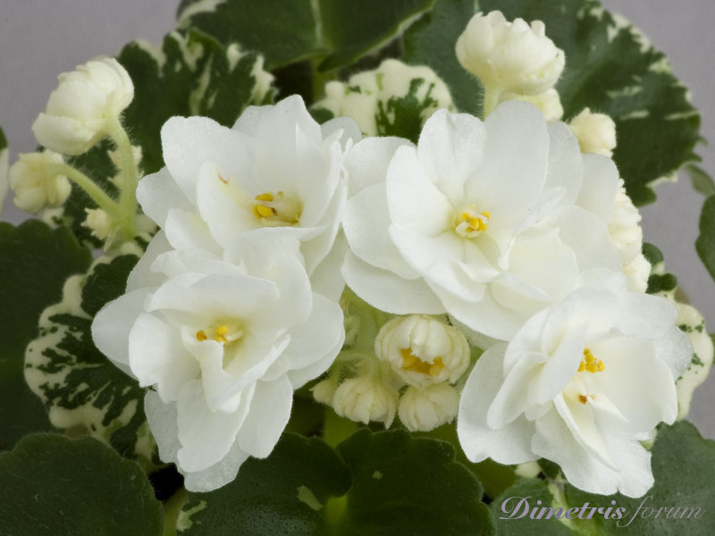 Rob’s-Sugar-Cube-+.jpg