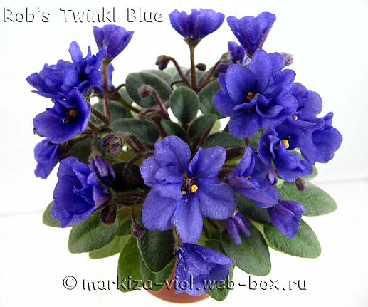 Rob’s Twinkl Blue.JPG