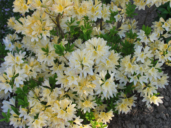 rododendron.jpg