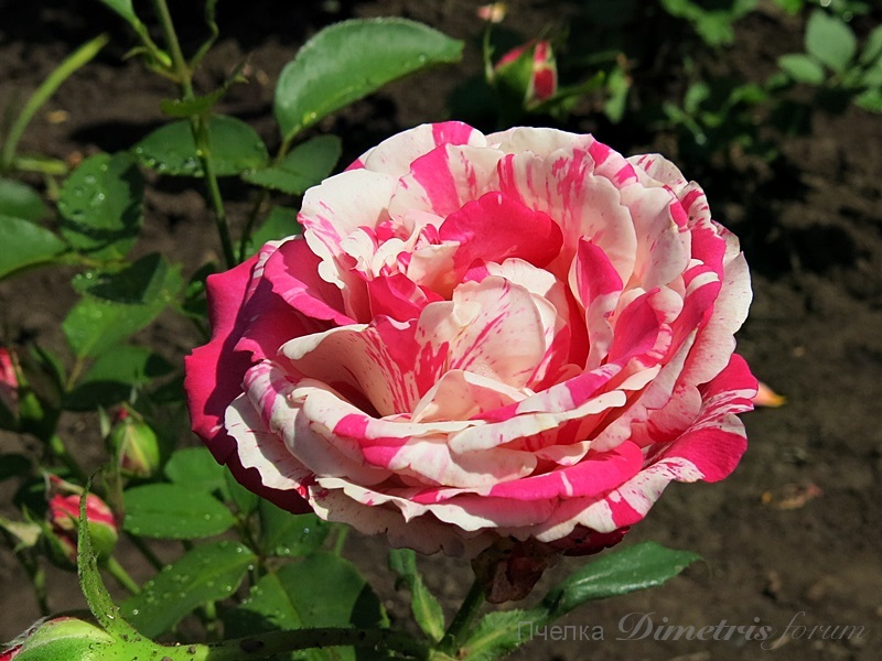Rosa8.JPG
