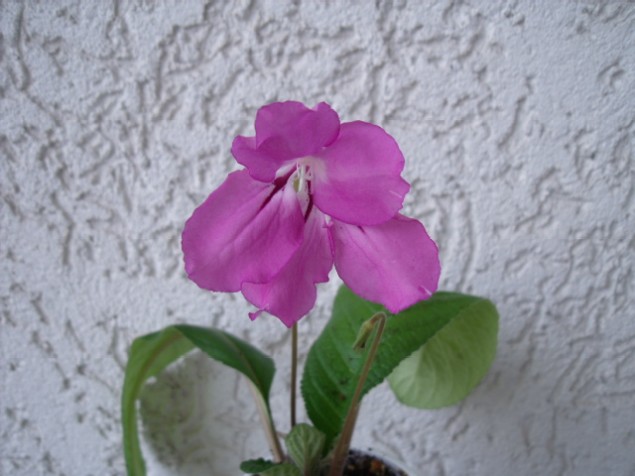 s1 232.jpg