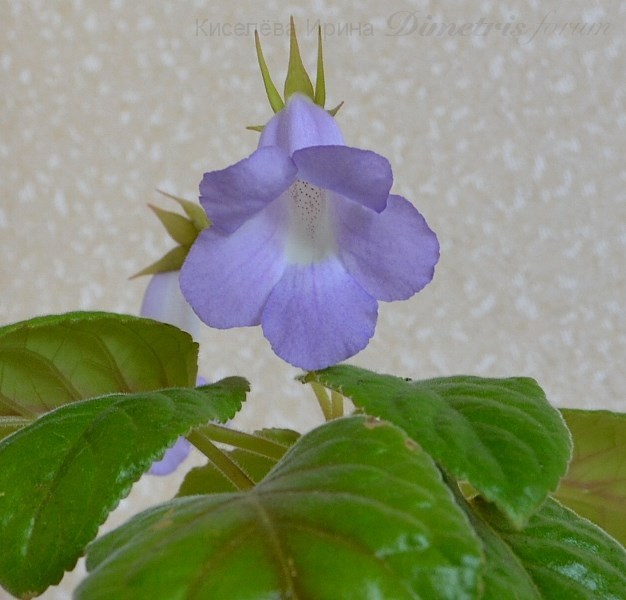 S. Blue Ciel портрет0.JPG