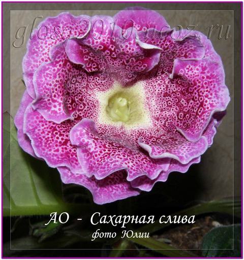 Saharnaya_sliva2_2.jpg