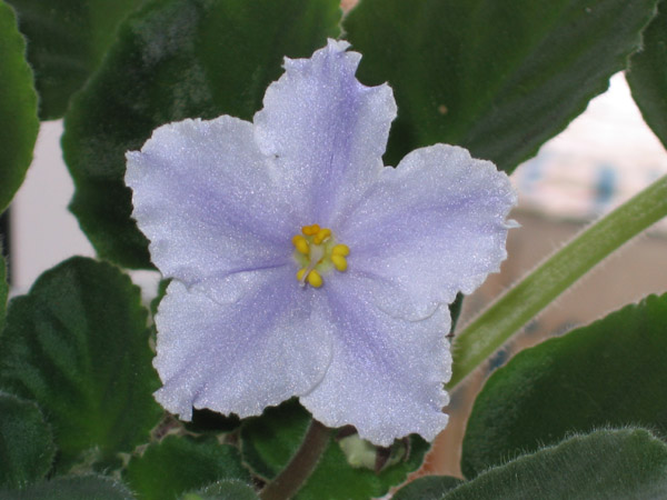 saintpaulia Песня Сольвейг 6 копия.jpg