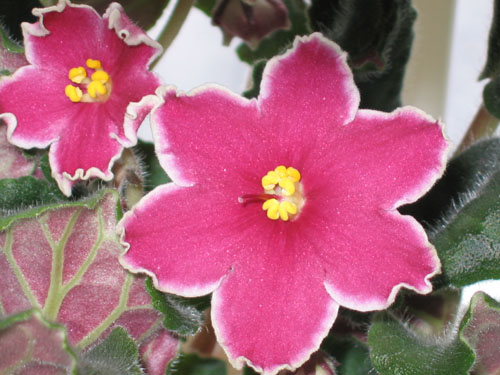 saintpaulia Cherries'n Cream 4 копия.jpg