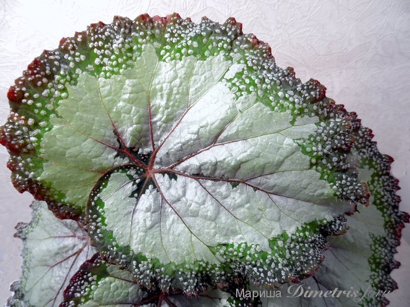 SAM_2313Silver Green Heart.jpg