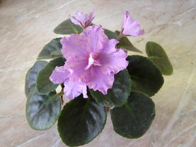 Sapphire Kisses (химера)1.jpg