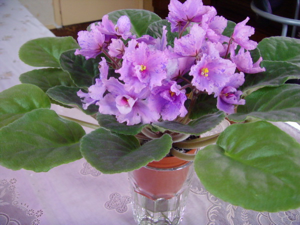 Sapphire Kisses спорт.jpg