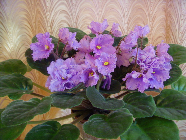 Sapphire Kisses спорт 3.jpg