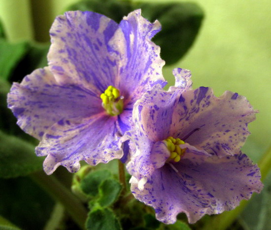 Sapphire Kisses  хим.jpg