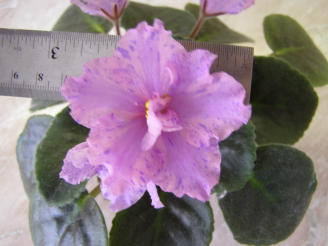 Sapphire Kisses (химера)_size.jpg