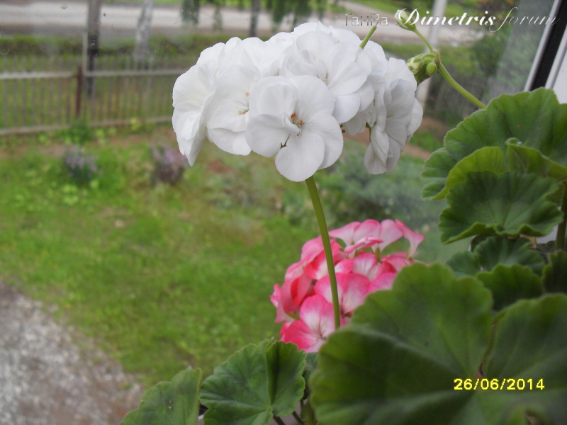SDC15908.JPG