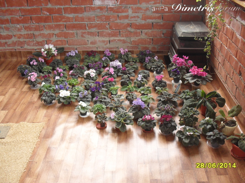 SDC15918.JPG