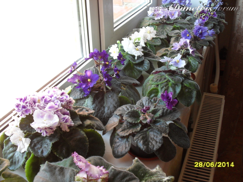 SDC15935.JPG