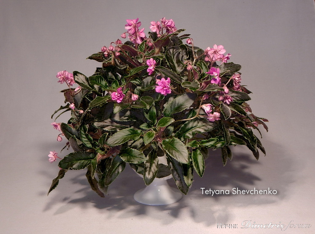 Senks Azalea Trail.JPG