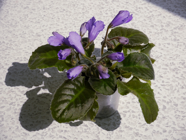 Senk's Big Bells2.JPG