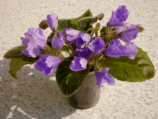 Senk's Big Bells3.JPG