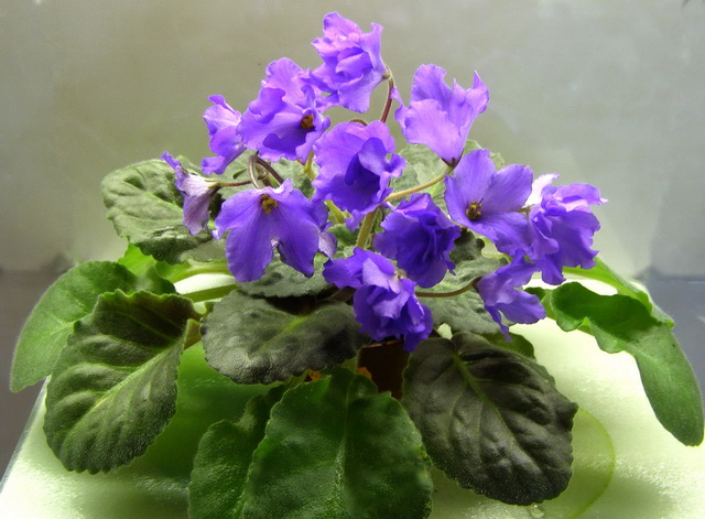 Senk's Big Bells3.jpg