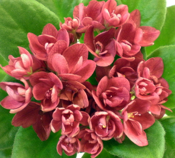 sentimental scarlet.jpg